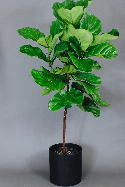 Standard Fiddle Leaf Fig (10 Inch Planter)