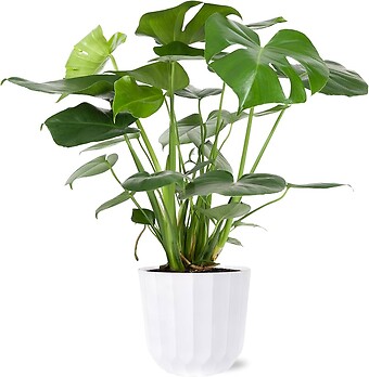 Monstera (10" Planter)
