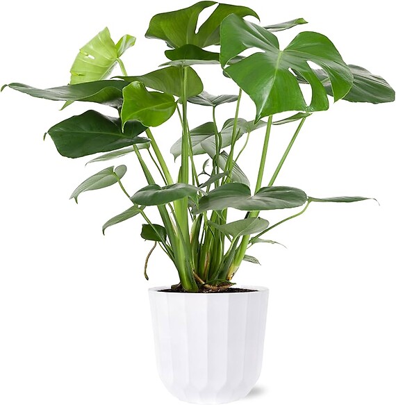 Monstera (10" Planter)