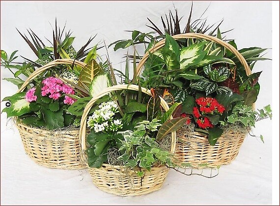 European Garden
